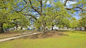 Large tree and greenery